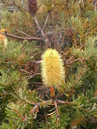 The coastal Banksia begins to flower