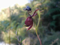 the duck orchid was growing in the middle of a sandy track