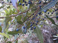 summer is the time for Blue Olive berry fruit.  Which animal eats this?