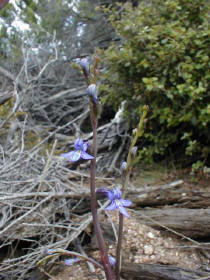 the blue Lobelia has 3 distinctive petals