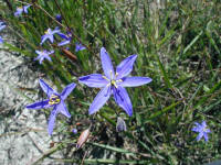 commonly called the "tufted blue lily" this bright flower revealed another splash of blue beside the sandy track