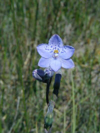the spotted sun orchid grew in the boggier parts of the Park