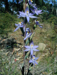 this sun orchid grew beside the main road across the island