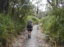 many walkers have followed this route, and now the board-walks protect the damp ground of the forest