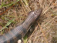 the blue tongue lizard waits for us to pass