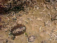 Tube worms and Chitons share the sea shore just below the high tide level