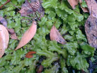 moist liverworts grow on the damp gutter of the track
