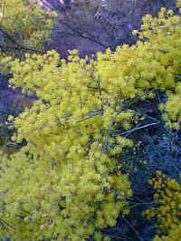 Acacia boormanii or the Snowy river wattle, is usually located in East Gippsland