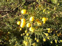 Acacia guinettii has the largest globular flower heads of any Acacia at Karwarra