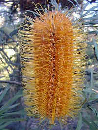 Banksia spinulosa ( Carnavon gold ) stands boldy in the garden depths