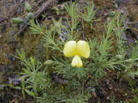 the spectacular Gompholobium is often known as the Wedge pea