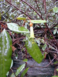 Correa lawrenciana dominates the understory of the regrowing forest