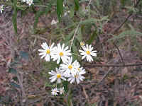 A tree daisy brightens the start of the track near the Distillery creek picnic ground