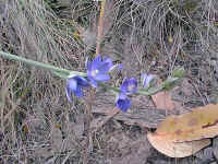 the large blue flowers of the sun orchid, Thelymitra aristata, were easily noticed on the track