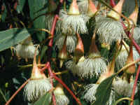 only parts of the Island are able to support the larger Eucalyptus