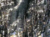 some plants .. like the Mangrove .. must grow in stifling mud