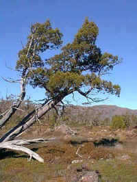 large areas of King Billy pine have been burnt, but the remaining trees are magnificent
