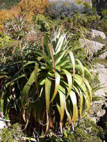 The Richea scoparia grows in the damp bogs