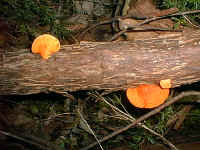 bright orange fungus rots the tree stick litter on the ground