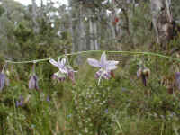 the dainty Arthropodium milleflorum lined the wet spots on the track