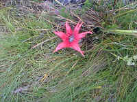 on the way ... you might see the evil smelling red fungus "Aseroe rubra"
