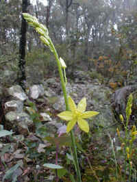 the Bulbine lily grows in the middle of the rocky outcrops