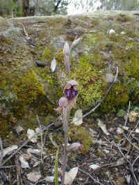 The Bearded orchid was growing unseen besides the lunch spot