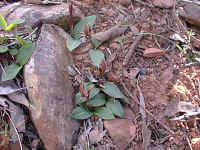 a pair of leaves gives the location of a small orchid