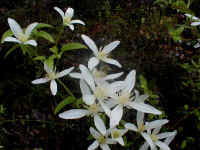 the Clematis scrambles its way over the wet foliage of the Falls