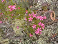 even in early Autumn, you can find the bright pink flowers of the Crowea