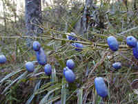 Dianella tasmanica berries festoon the track on the return to Stanley Name Spur