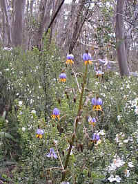 the flowers of the Dianella tasmanica will produce navy blue berries in a few weeks time