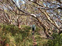 the relentless southerly wind knits the bows of the Snow gums