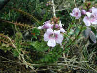 Euphrasia lasianthera is restricted to the mountains in this area