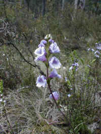 the brightly coloure Euphrasia lines the wet edges of the jeap track