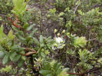 Grevillea jephcottii grows only in this part of Victoria