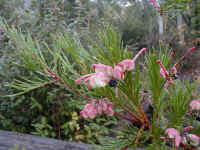 Grevillea rosmarinifolia slowly returns after heavy bushfires in the 90's
