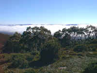 Mt Gwinear often stands above the fog of the Gippsland plain