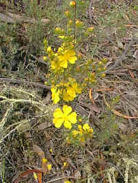 now, only the golden Hibbertia lines the creek