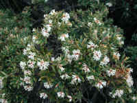 Leucopogon hookeri produces red berries in summer .. but in spring it has masses of white flowers