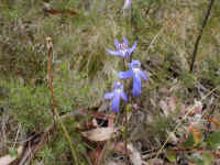 the blue Lobelia has a distinctive shape
