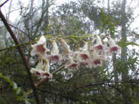 the creeping Wonga vine grew over the tops of the wet bushes