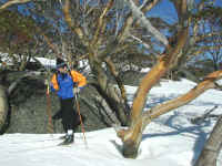 the snow gum trunks change colour in spring and autumn