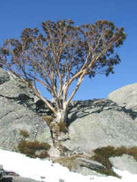 A snow gum holds its roots tight in the wind blown rock