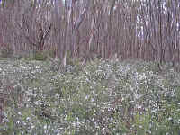 a "garden" of Prostanthera cuenata with its scented leaves fills the ground beneath the snow gums