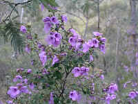 Brilliant colour of the Prostanthera rotundifolia