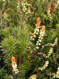 Richea scoparia is a sharp tough bush that fills the watery bog hollows.  It is a tough all rounder