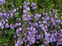 This mauve Tetratheca displayed a mass of brilliant colour