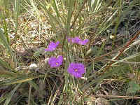 the delicate flower of the "Fringe Lily", Thysanotus tuberosus, quickly disappears