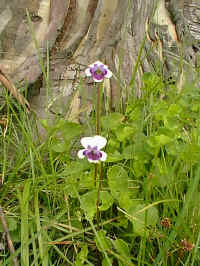 The native Violet, Viola, blooms at the base of the snow gum